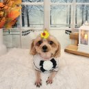 댕댕아야옹 이미지