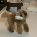 쿨펫동물병원 킨텍스점 | 앙쥬 수술기록(3)_쿨펫동물병원 킨텍스점