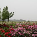 한강시민공원(화훼단지) 이미지