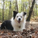 수 가축병원 이미지