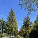 진교 메타세쿼이아길 이미지