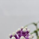 일산 꽃축제 이미지