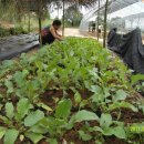 그린하우스 이미지