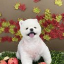 다원하개 이미지