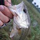 삼신식당 이미지