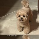 미용할개 이미지