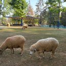 인천목장 이미지