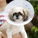 쥬쥬동물병원 이미지