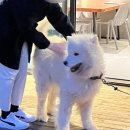 제주시숙소 24시간 온수풀이 가능한 협재숙소 오형제풀빌라 후기
