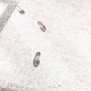 디어아키 이미지