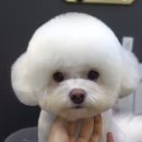 슈앤트리 이미지