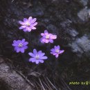 자연의숨결 이미지