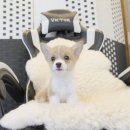 착한애견분양(원주점) 이미지