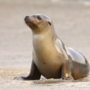 제주해양과학관 (아쿠아플라넷) 이미지