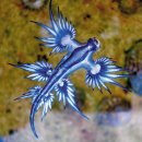 [동물 이야기] 천연색 바닷속 달팽이… 해조류 먹으면 광합성, 해파리 먹으면 독 쏘아 이미지