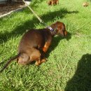 날으는 동물병원 이미지