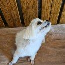 미미 펫 그루밍 이미지