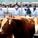 친환경한우농장 이미지