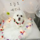 늘이쁘개 이미지