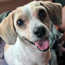 디어포우 이미지