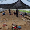 올래농장 이미지