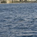 하와이에너지 | 하와이 거북이 스노쿨링 투어 인당 가격 찐 경험 후기