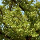 은행나무3길 이미지