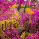 주차25 | 부천 원미산 진달래 축제 실시간 개화 상황 확인 꿀팁 및 주차 정보 (24/25년 방문 후기)