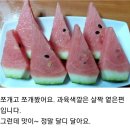 고창 하우스 (오리지날)줄무니 수박9kg 출하 이미지