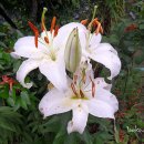 세광교회 이미지