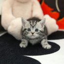 미유펫 강아지분양 고양이분양 부천점 | 부천고양이분양 미유펫 장점 가득해