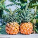 파인애플 이미지