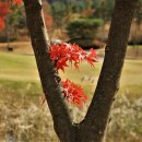 배프로골프 이미지