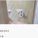 개바라기 이미지