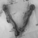 워너비 동물병원 이미지