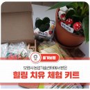 농업기술센터중부지구지소 | 보령시 농업기술센터에서 받은 힐링 치유 체험 키트로 버섯을 재배하고, 예쁜 꽃과 식물 만지며 귀한...