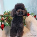 다정한 개아빠 이미지