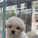 하이멍냥 강아지분양 고양이분양 서울본점 네이버블로그