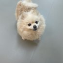 힐더독(Heal the Dog) 케어센터 | [내돈내산] 관악구애견호텔 사당애견유치원 추천 힐더독 우리아이 믿고 맡겨본 대만족 후기