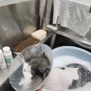 고양이 미용실 방울선생 이미지