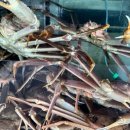 감포회직송 이미지