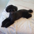 THE DOG SALON 이미지