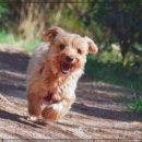 멍멍나래 장현점 이미지