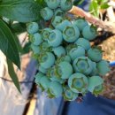 하랑농장 이미지