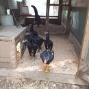 배들농장2 이미지