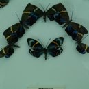 루시아 리 이미지