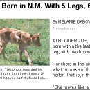 세인목장 이미지