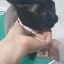 엉클스캣 이미지