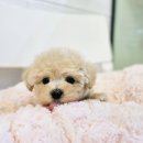 김해 해피몽 김해강아지분양 고양이분양 네이버블로그