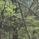 산소리펜션